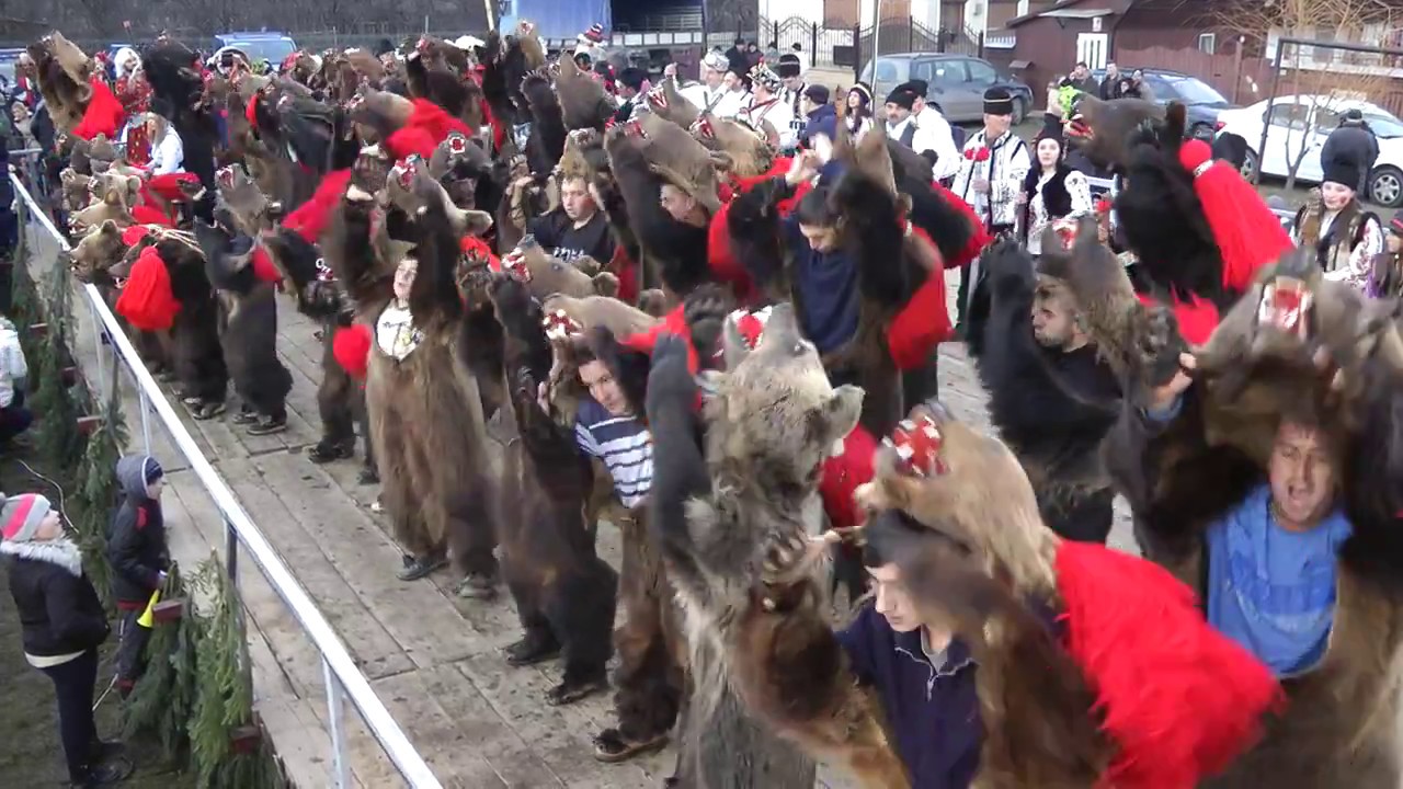 Urs Darmanesti 2017 - Ceata Boistea - 1