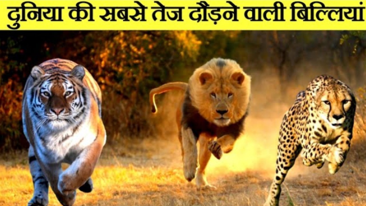 Top 7 fastest big cats in the world,Kon ha tez 