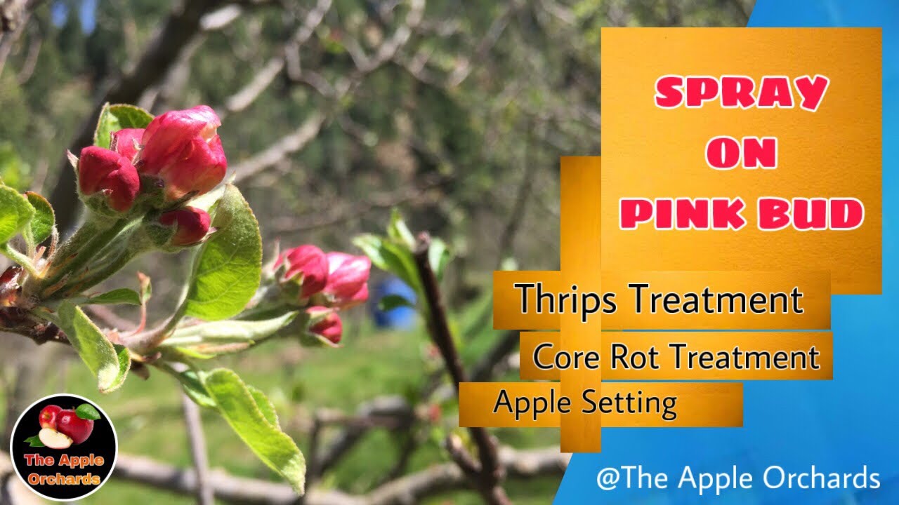 Spray On Pink Bud l Role Of Boric Acid l Thrips Treatment l Core Rot Treatment l The Apple Ocrhards