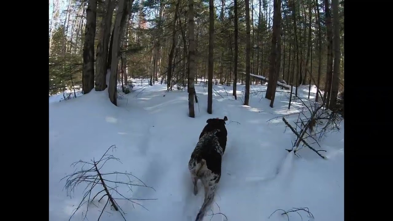 Snowshoeing with Sadie 