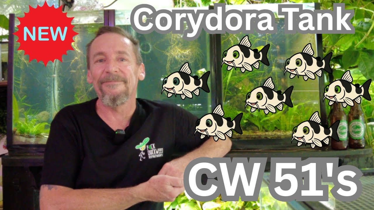 New Corydora Tank CW51