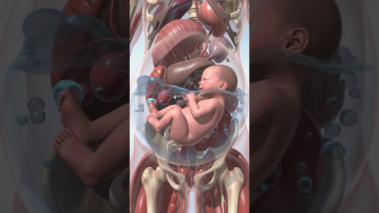 Realistic 3D Animation | Baby Inside Mother's Womb #pregnancy #shorts #unbornbaby #development