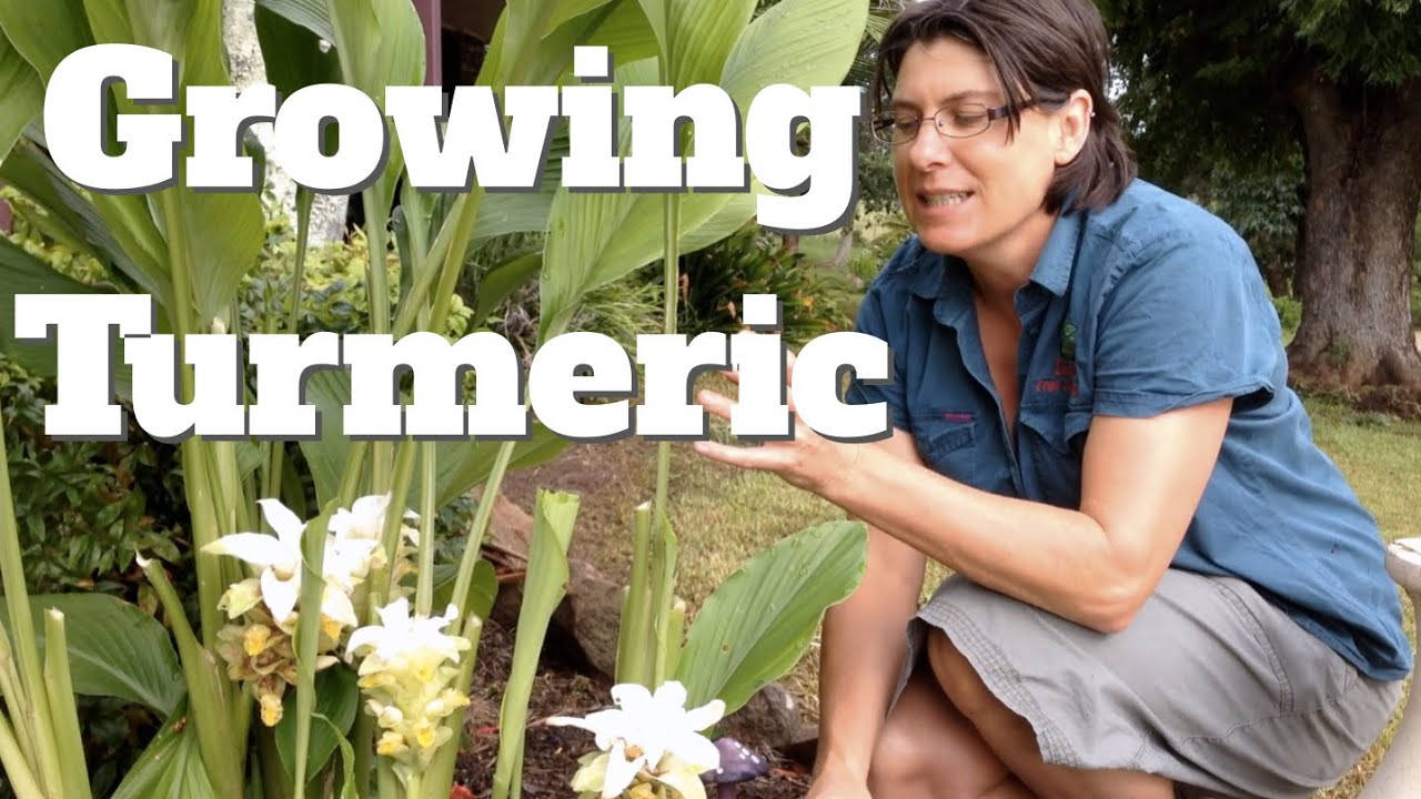 Growing Turmeric Plants in Australia