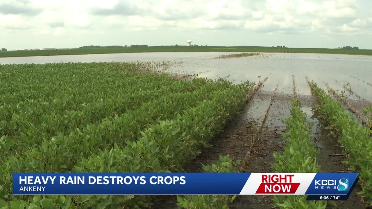 Heavy rains leave Ankeny farmers facing crop losses