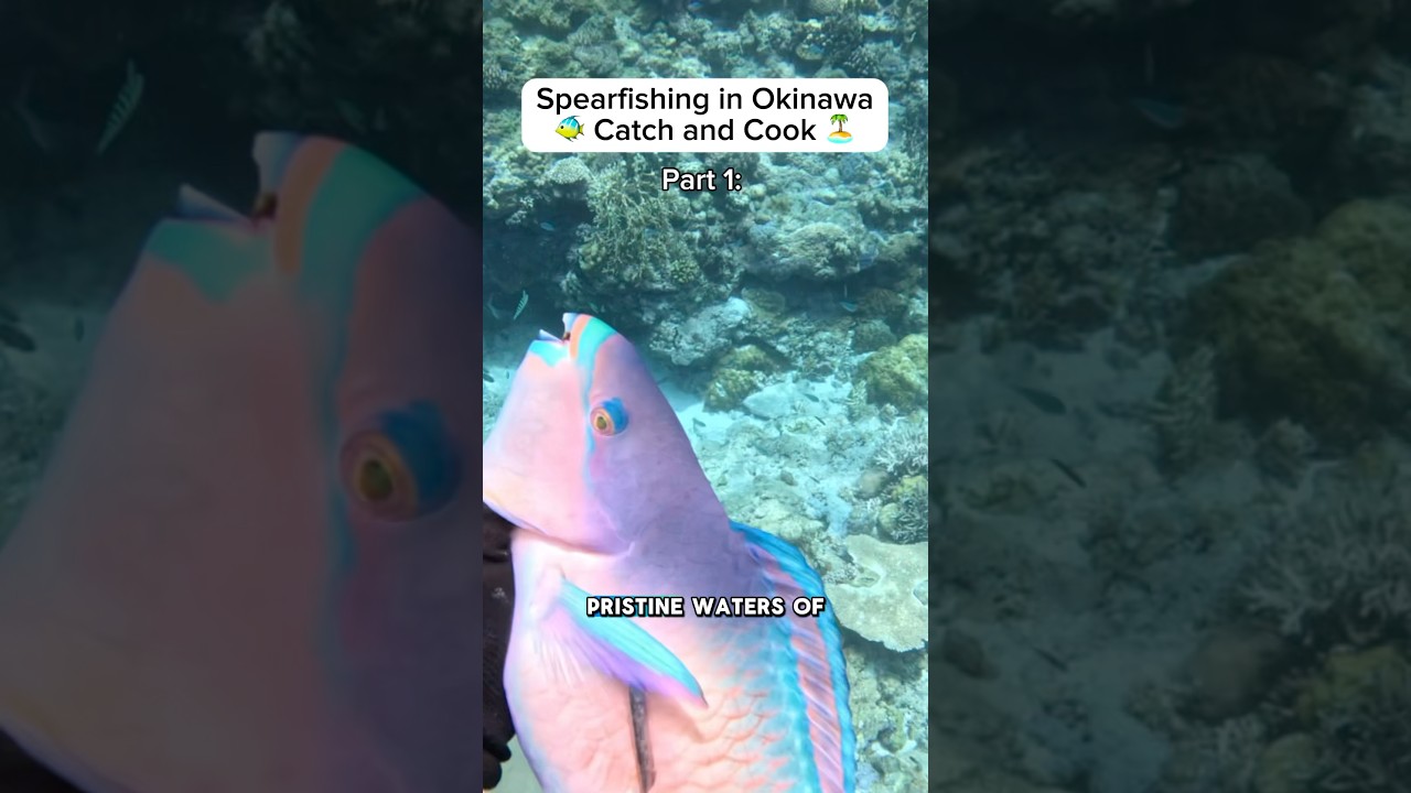 Spearfishing in Okinawa Catch and Cook #catchandcook #spearfishing #okinawa