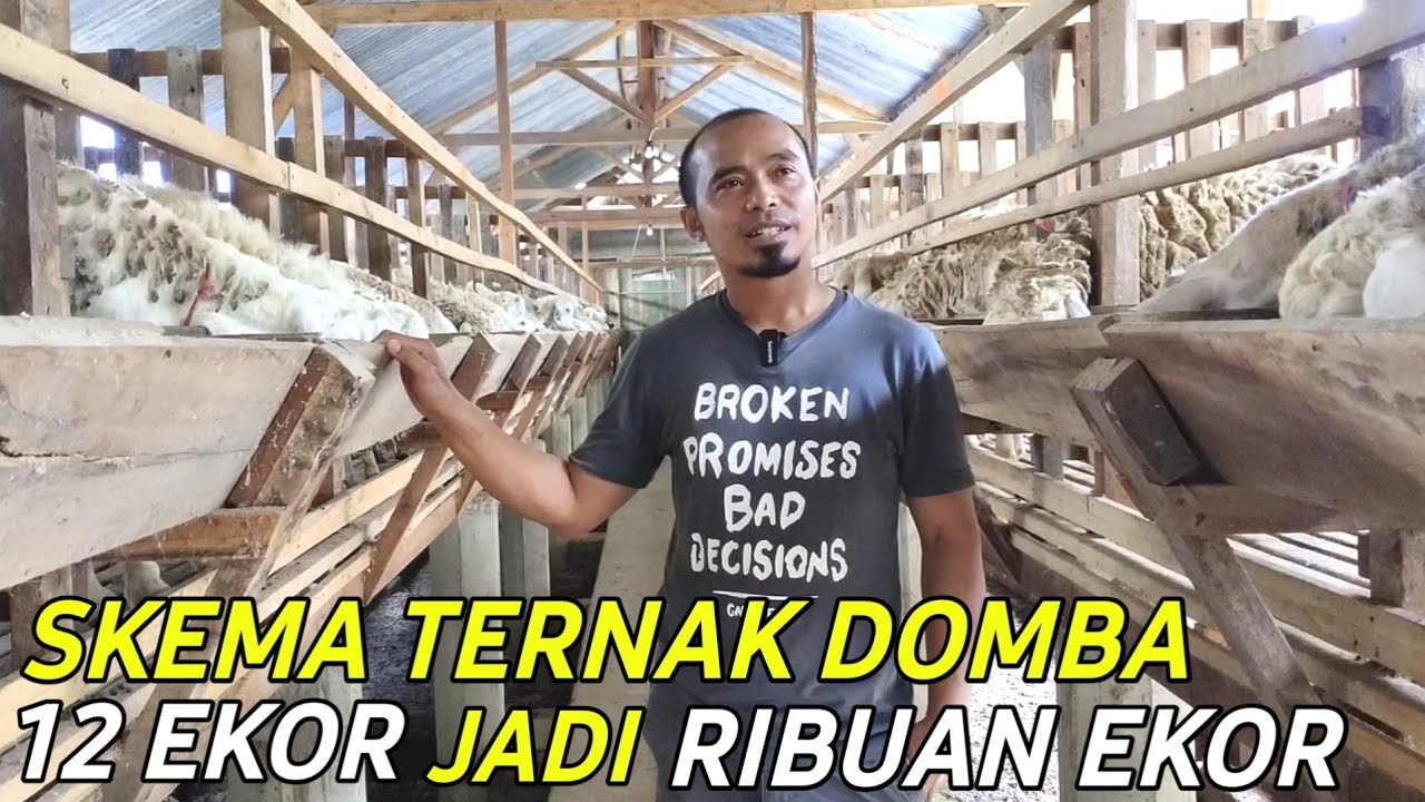 Berhasil Temukan Skema Ternak Domba dari 12 Ekor bisa jadi Ribuan Ekor | Cerita Peternak Sukses