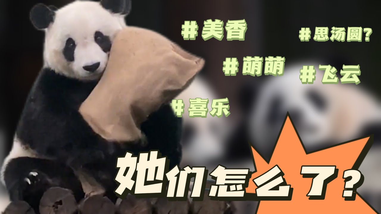 盤點最近正在『假孕』的幾只熊貓，有的模樣很搞笑，但是笑著笑著好心疼。(美香/喜樂/飛雲/萌萌/思湯圓等)|