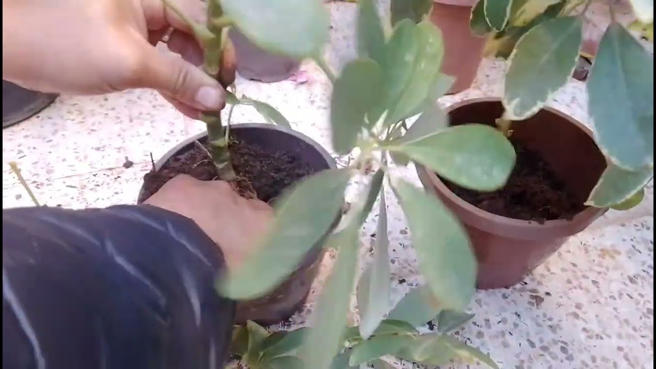 كيف تجعل شفليراك تزدهر؟ أسرار وحيل بسيطة إكثار الشفليرا من قصاصة: شاهد كيف تحولها لنبتة جديدة!
