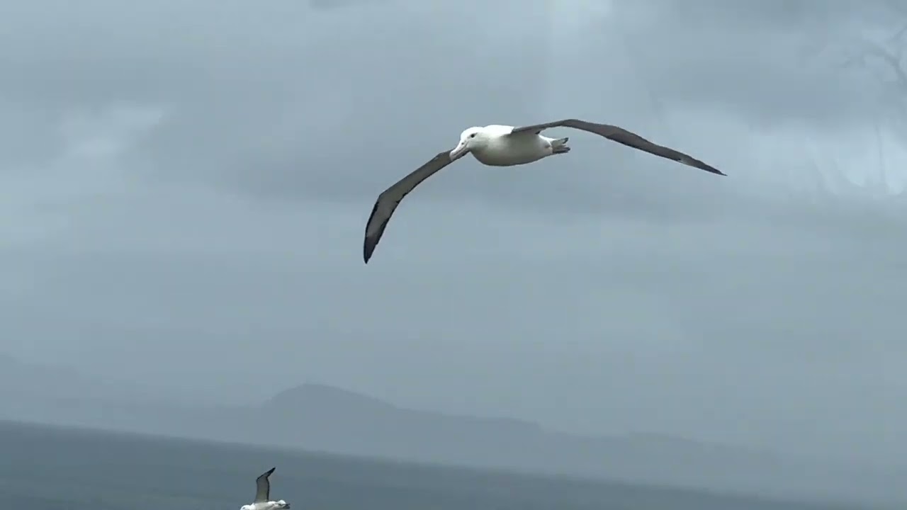 Dunedin: Royal Albatrosse