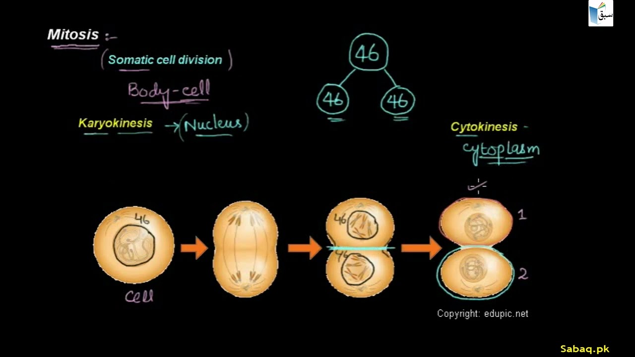 Mitosis | sabaq.pk