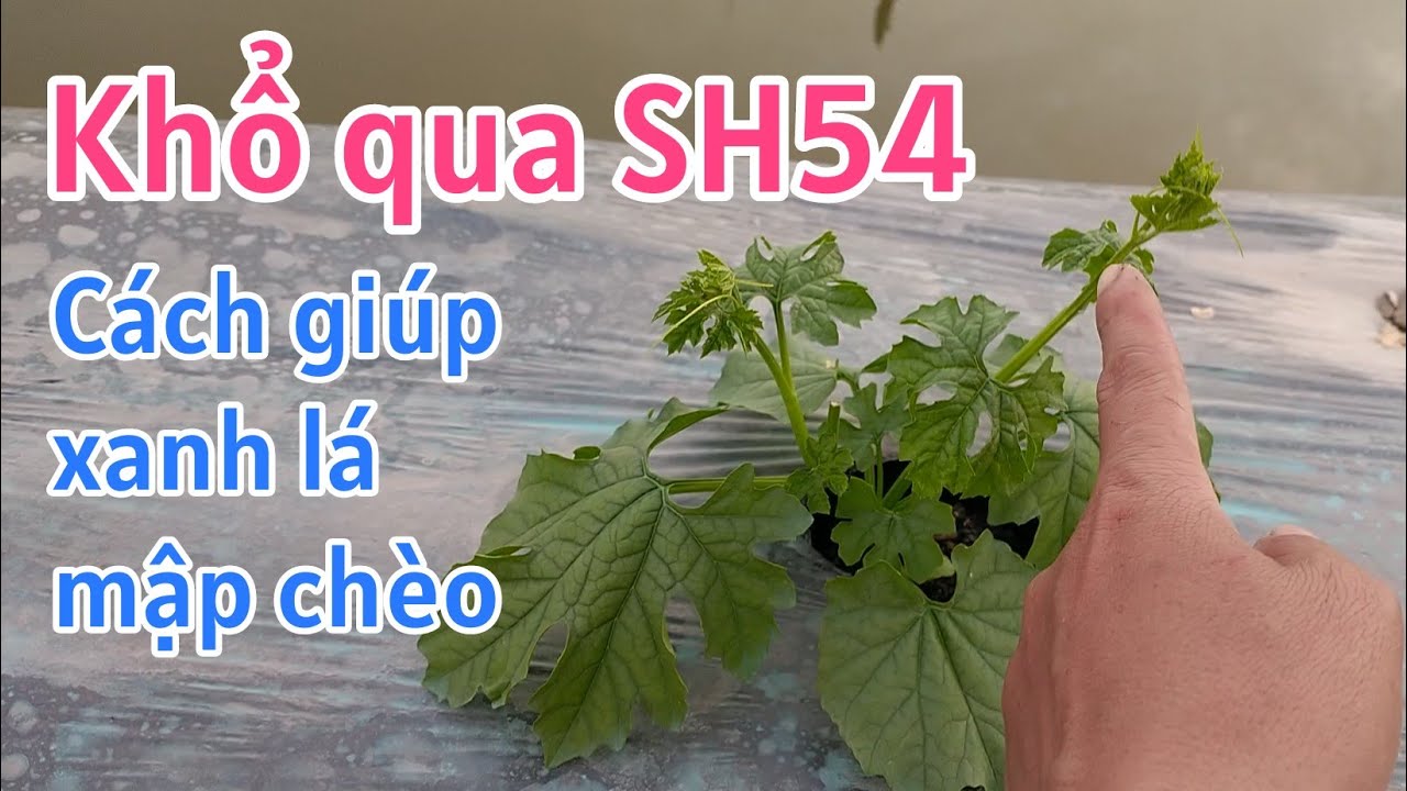 Kỹ thuật trồng khổ qua SH54: P9-Cách dưỡng chèo mập, lá xanh, chắc cây.