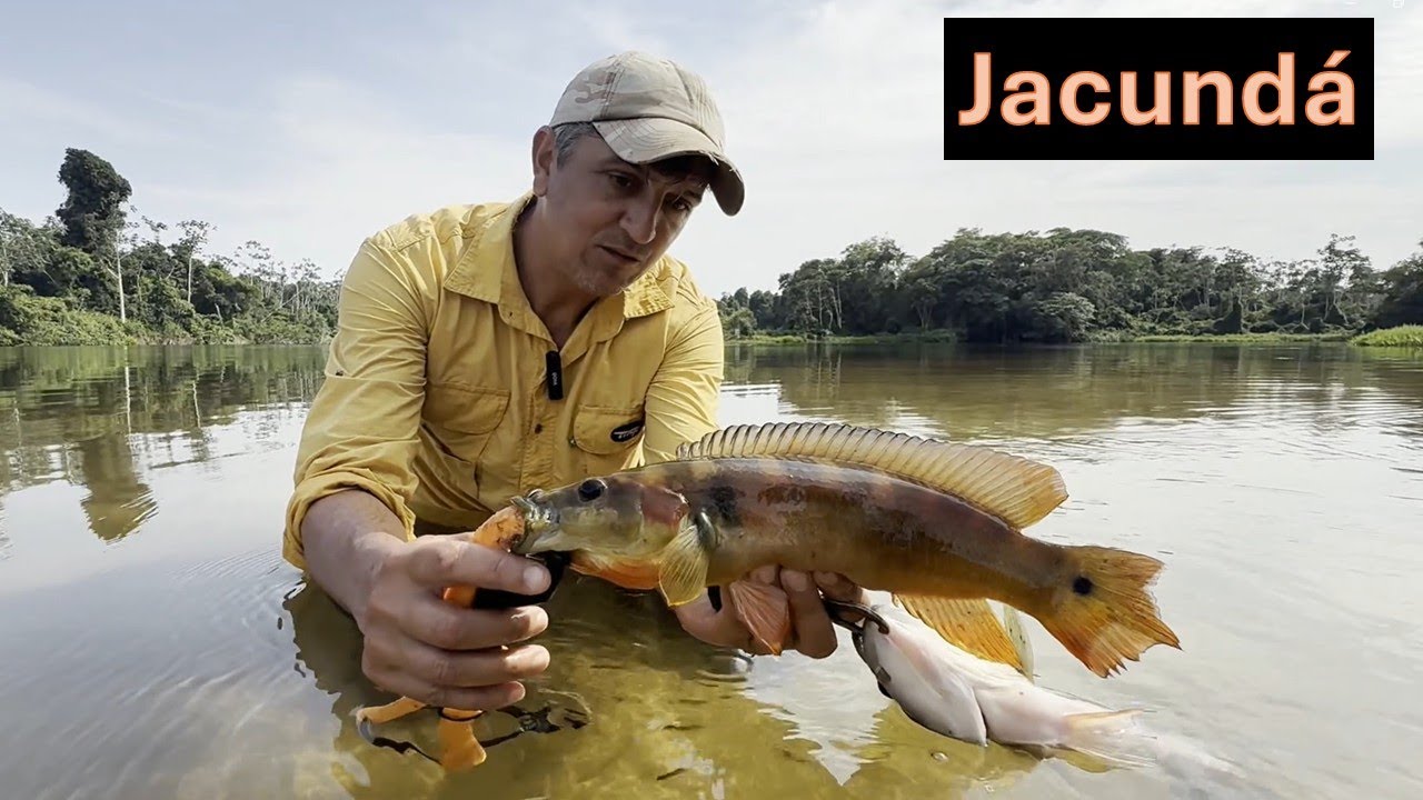 Peixes do Brasil!! conhe&ccedil;a o Jacund&aacute;!