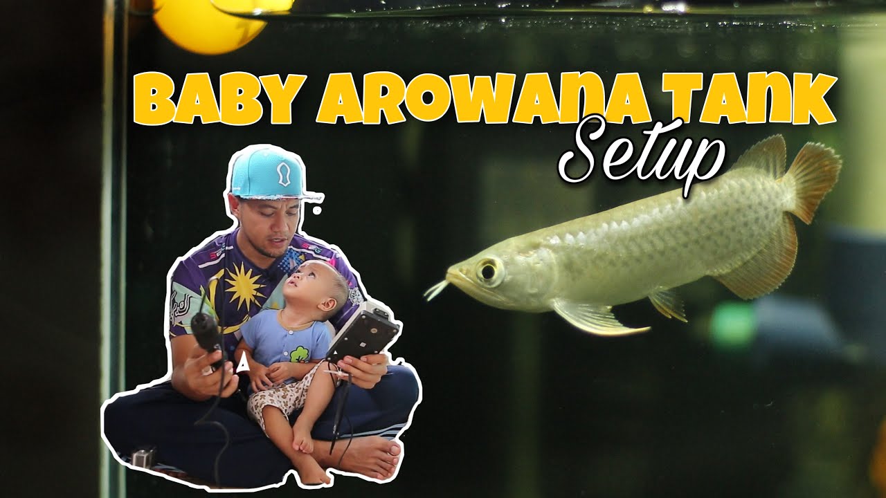 Baby Arowana Tank Setup