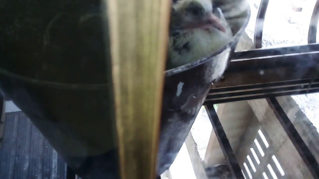 LOS BEBES PALOMA YA TIENEN PLUMAS!!!)