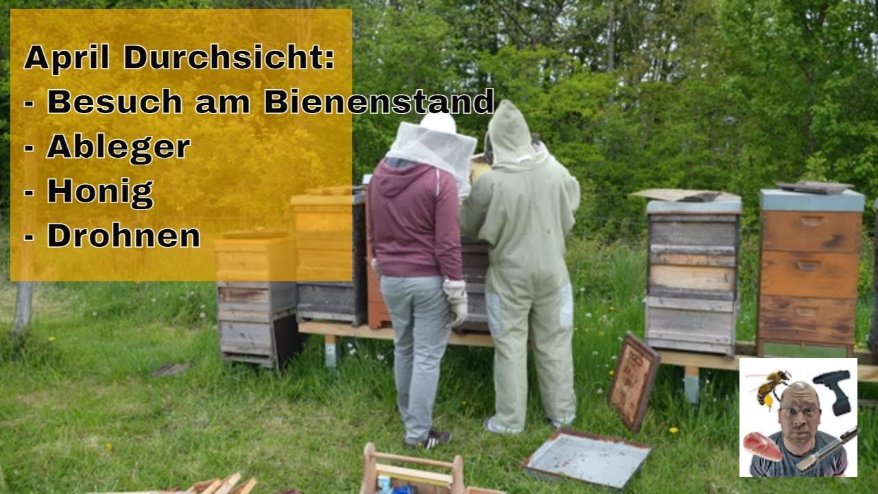 Imkerei - Aprildurchsicht und Besuch am Bienenstand (Honig, Drohnen, Neuimker, Ableger)