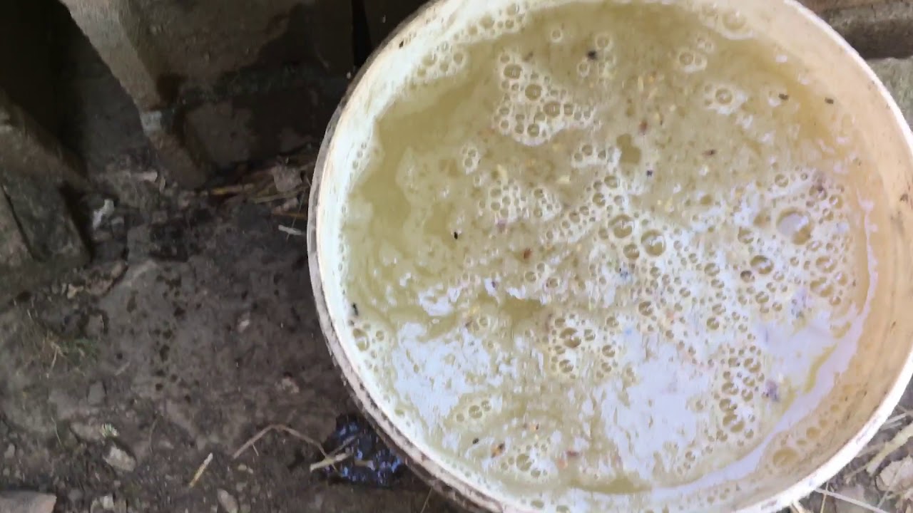 Comment faire des graines germées pour la basse-cour.