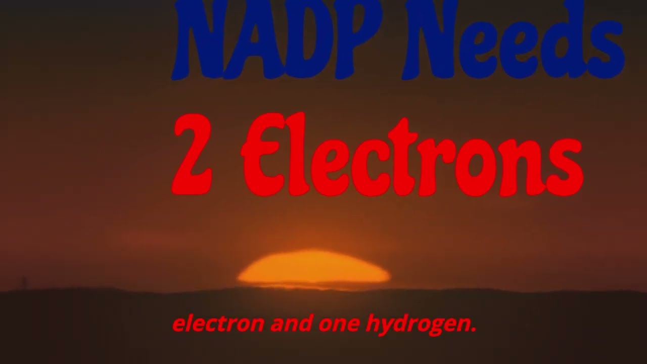 Photosynthesis & Photophosphorylation: Key Steps||प्रकाश संश्लेषण ,फोटोफॉस्फोराइलेशन के मुख्य चरण