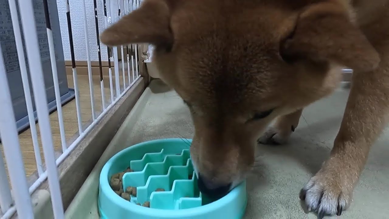 犬がご飯を食べるだけ