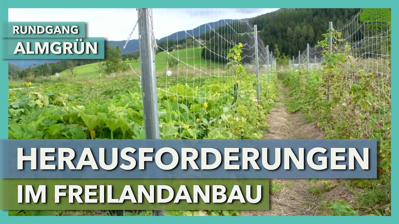 Herausforderungen im Freilandanbau | Almgrün | Rundgang 2 | 2020