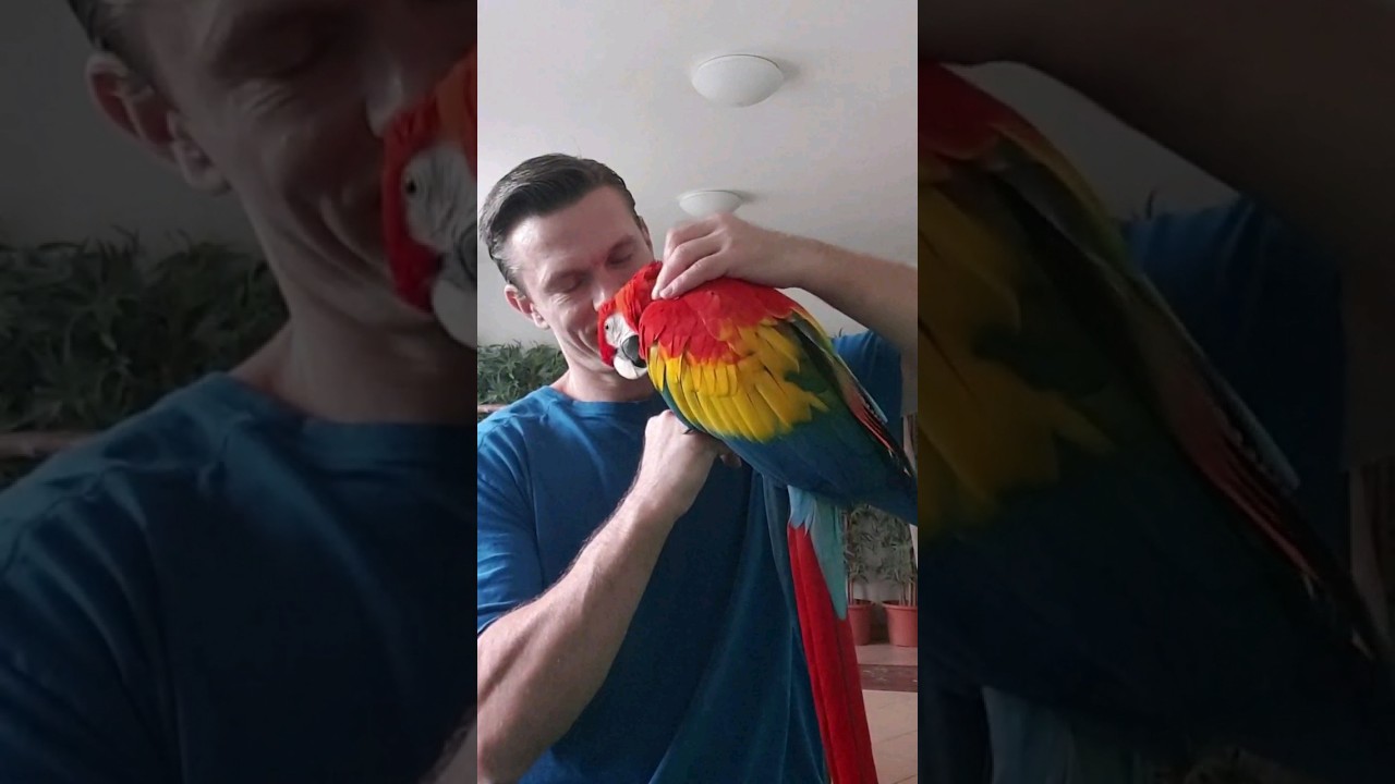 672 - Ara arakanga Marek je n&aacute;&scaron; nejmazlivěj&scaron;&iacute; ara😀