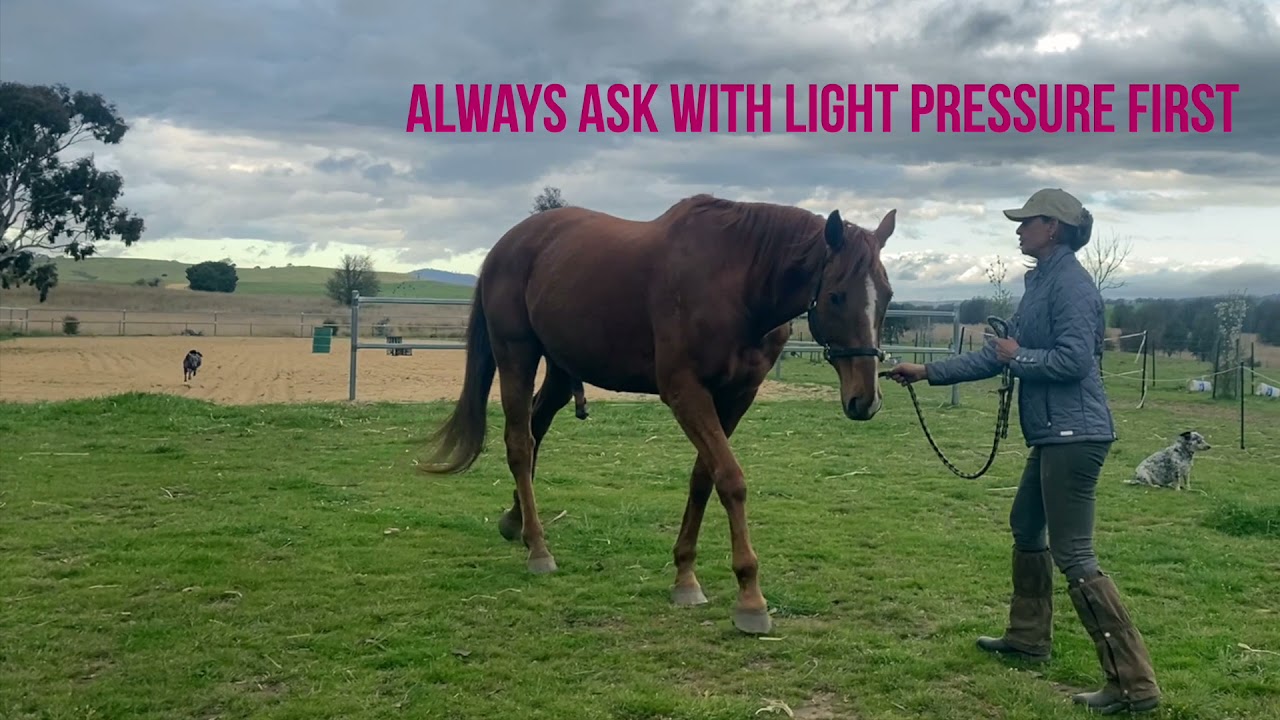 THE FIRST IMPORTANT STEP TO TEACH YOUR OFF THE TRACK THOROUGHBRED, PT 1 #ottb #equitationscience