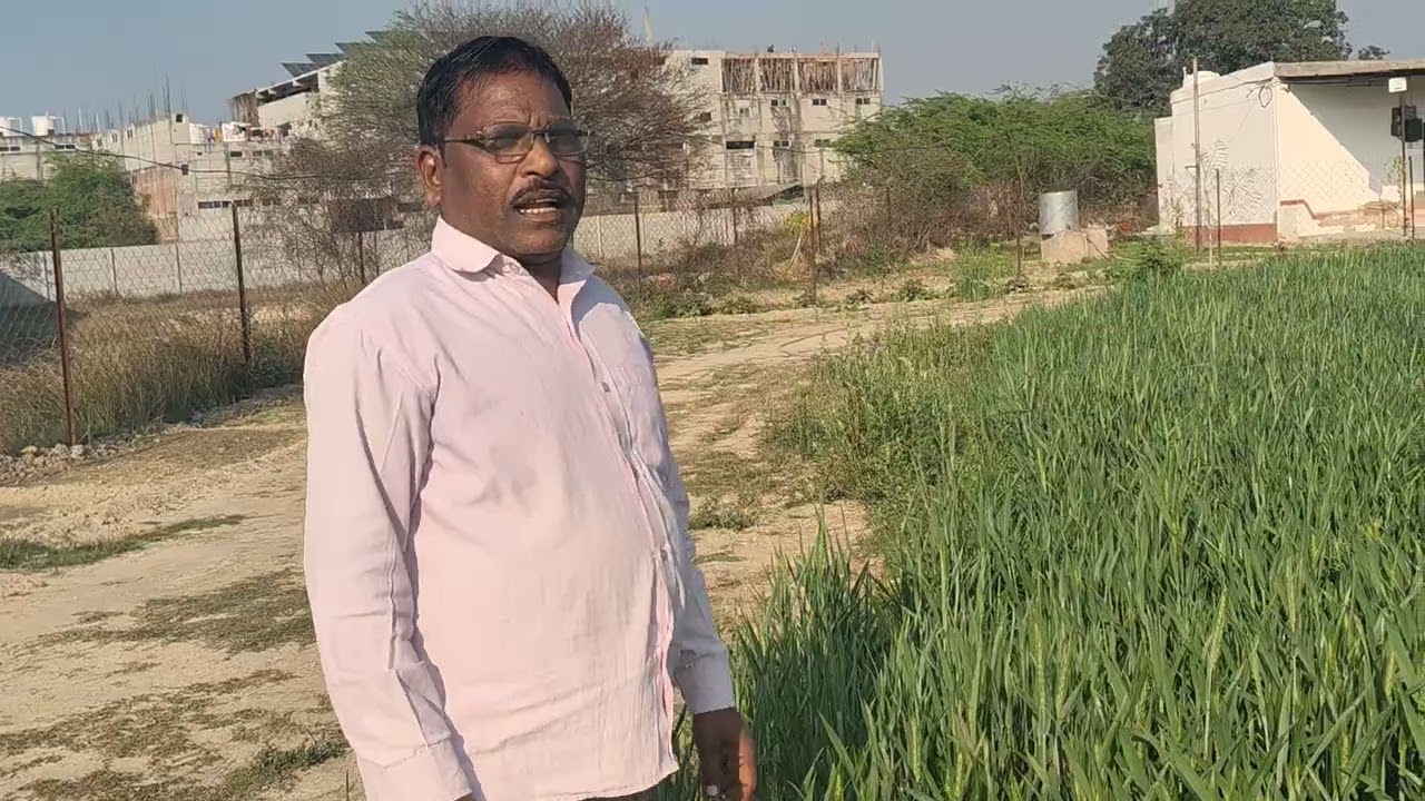 Gehun ki acchi kheti#farming #agrifuture #officialchannel #viralvideo #youtube 