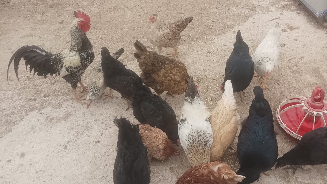 Zeytili galiba gurka yatış