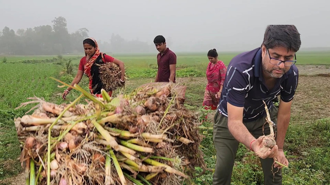 সুজন দা আজ আমাদের পেঁয়াজ উঠিয়ে দিল