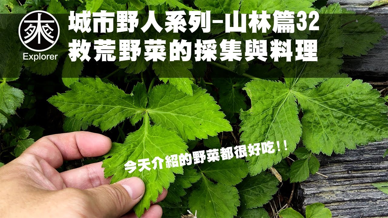 【野菜探險】台灣野菜採集與料理 #32｜十大功勞、鴨兒芹、昭和草、虎耳草、糯米糰、鐵炮百合、高砂百合、粗毛小米菊、火炭母、車前草、皺葉酸模等農村野菜｜救荒野菜採集山林篇