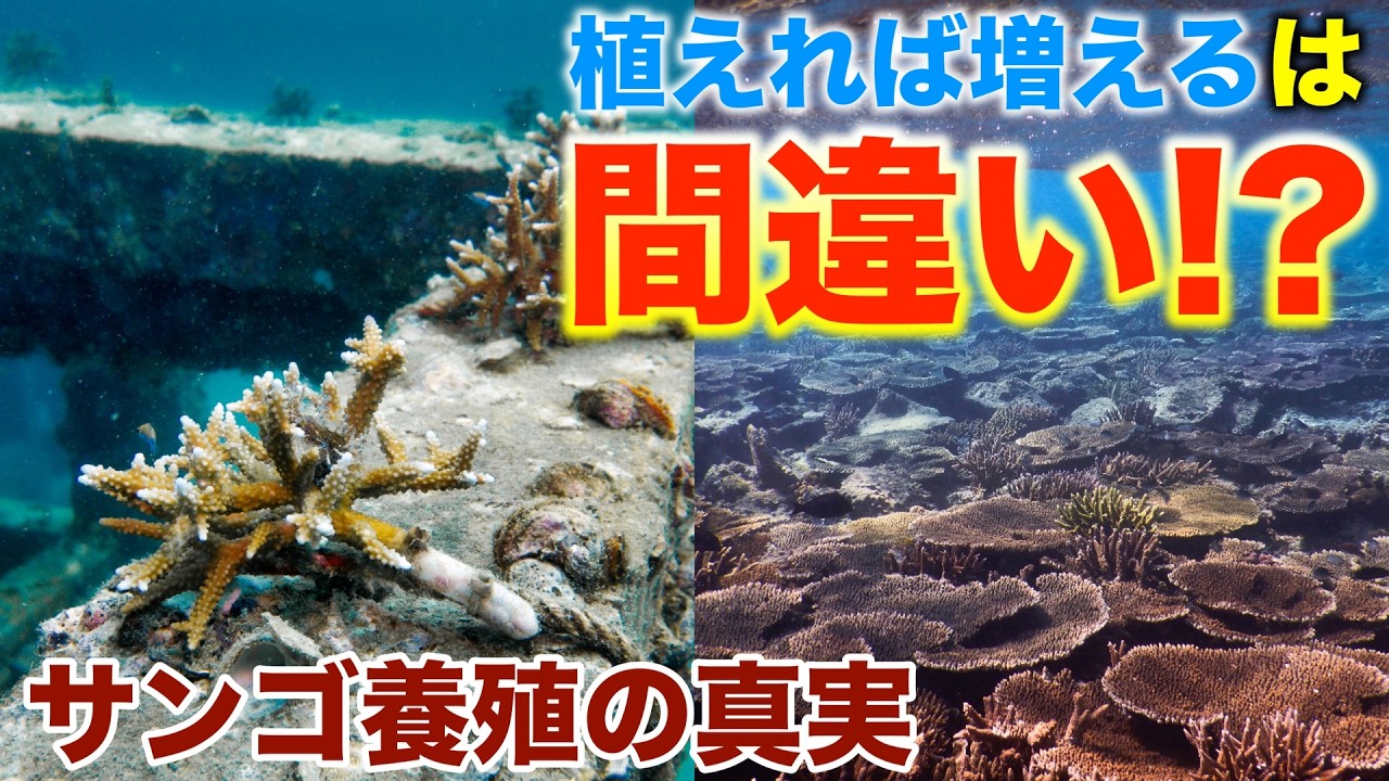 日本のサンゴ養殖｜60年の歴史と課題