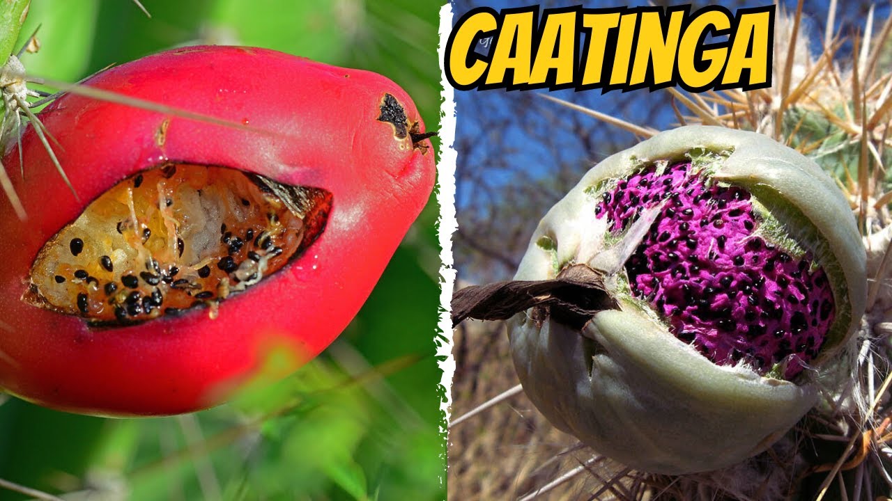 10 FRUTAS MAIS INCRÍVEIS NATIVAS DA CAATINGA BRASILEIRA QUE VOCÊ NUNCA VIU ANTES!