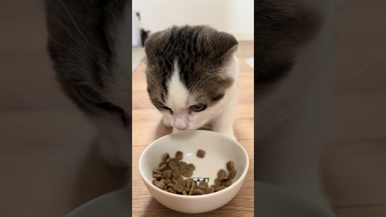 ご飯ですよ。お皿もキレイにペロペロするとろろ。