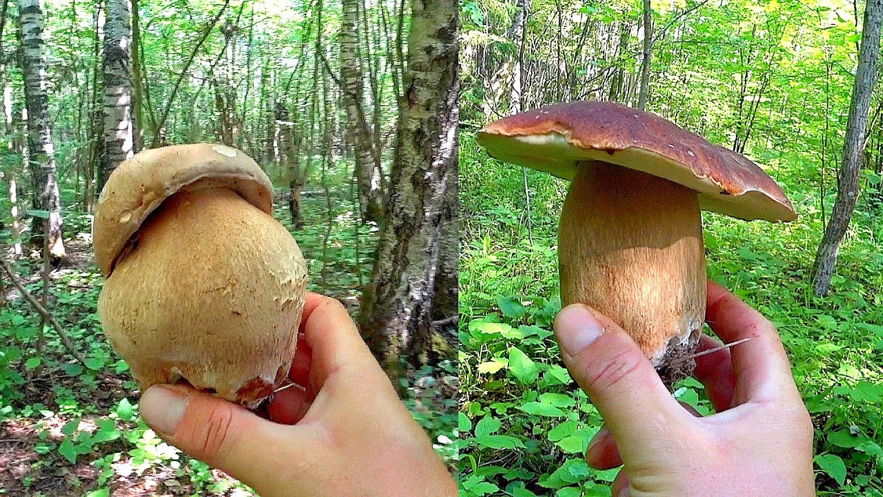 ЕЕЕХ!! БОРОВИКИ ПОШЛИ!!! БЕЛЫЕ ГРИБЫ ОКРУЖИЛИ МЕНЯ! СОТНИ ГРИБОВ в ИЮНЕ 2023! Дубовики, подосиновики