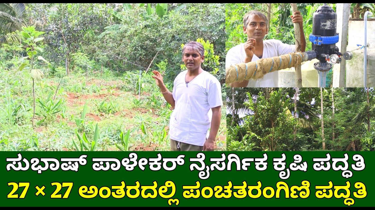 ಸುಭಾಷ್ ಪಾಳೇಕರ್ ನೈಸರ್ಗಿಕ ಕೃಷಿ, ಪಂಚತರಂಗಿಣಿ ಪದ್ಧತಿ | 5 layer model natural farming | multilayer farming