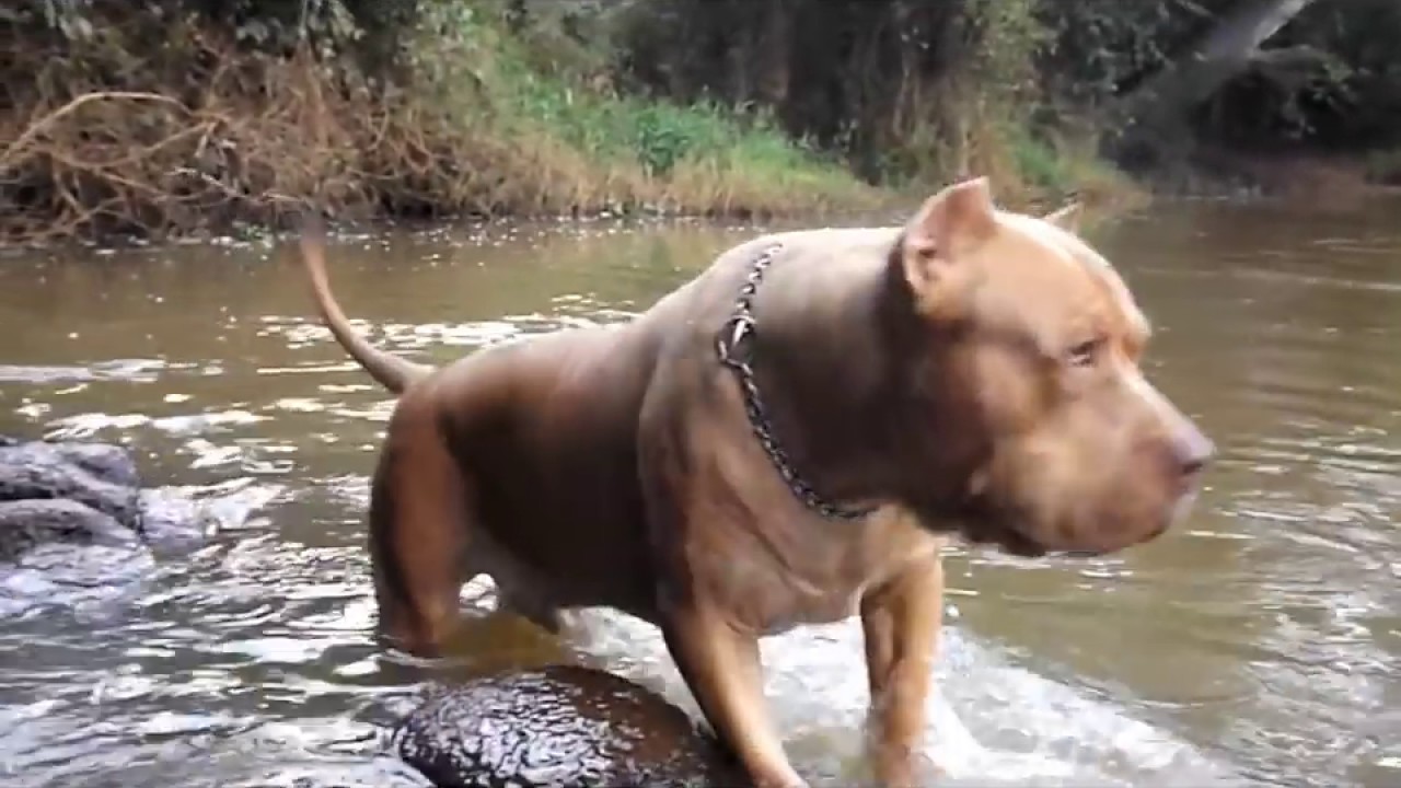 Pit Monster Ataca pessoas estranhas ? Veja como as pessoas est&atilde;o errada sobre a ra&ccedil;a .