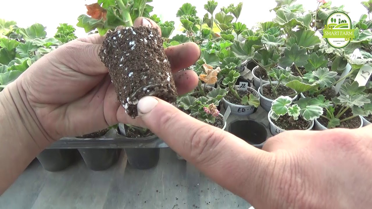 Заболяването „Черен крак“ и  два метода за вегетативно размножаване на пеларгония.