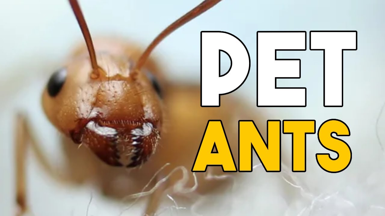 2023 Ant Room Tour
