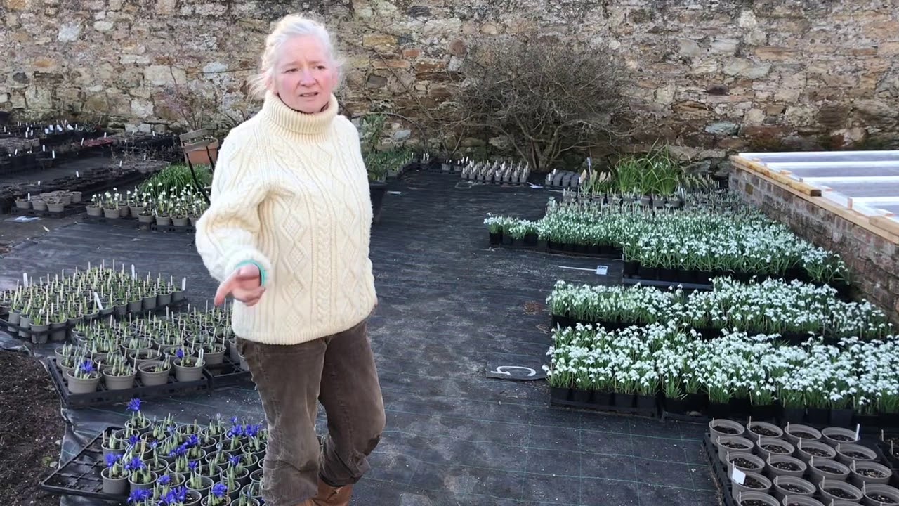 Collecting Snowdrop