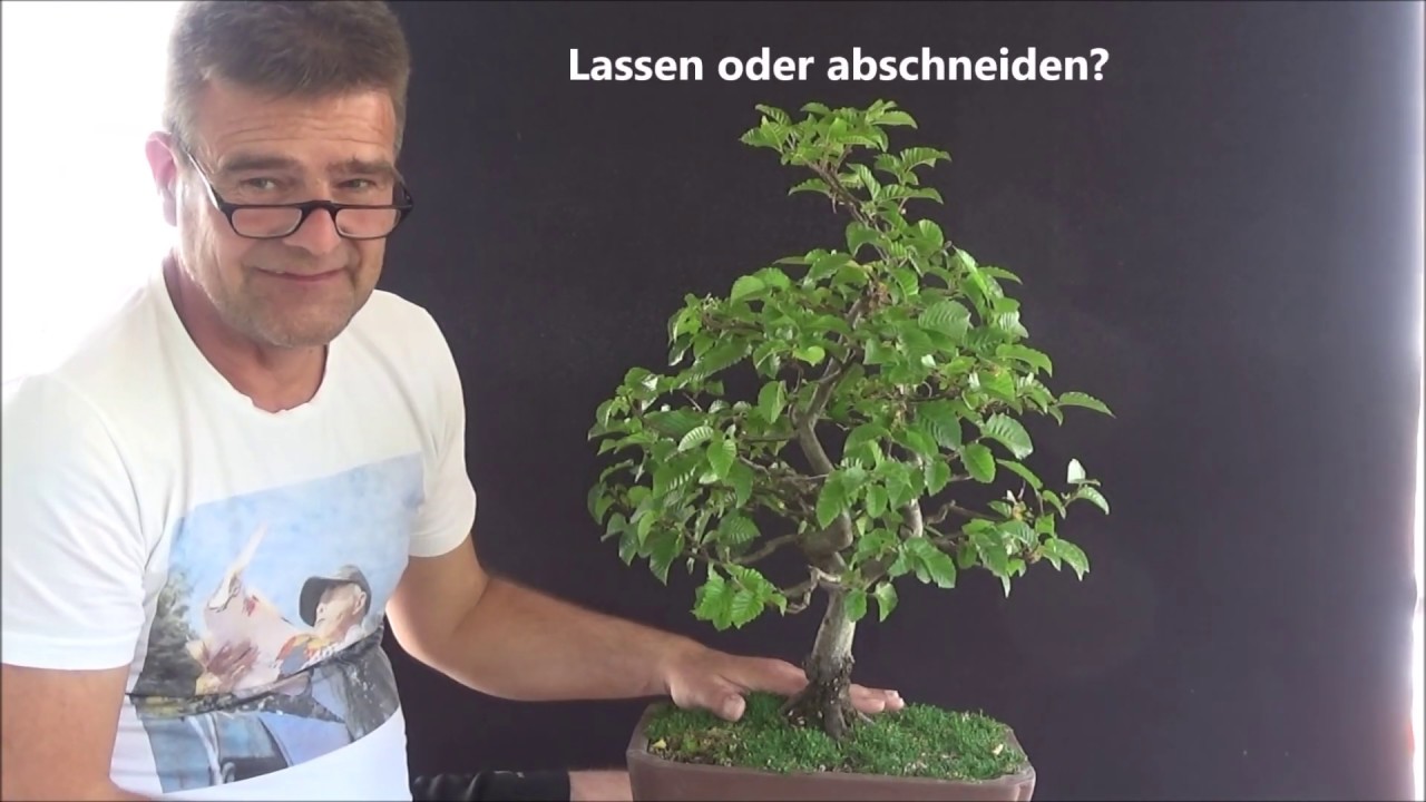 Bonsai 2020-21 - Buche - Fagus - klassisch, literarisch, geschwungen - Ein total verrücktes Trio!