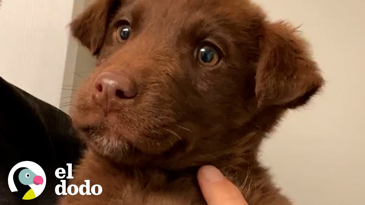 ¡Chico encuentra a una familia de perro bajo un sillón! | El Dodo