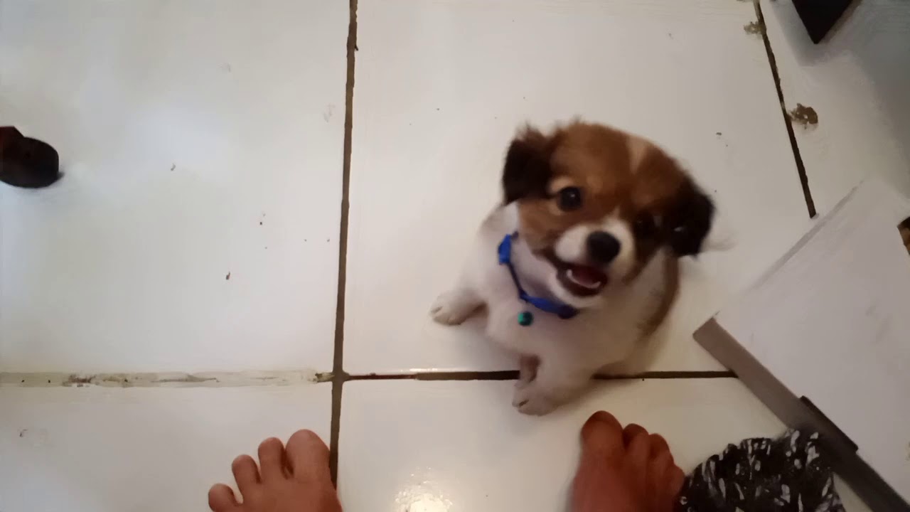 melatih anjing supaya tidak berak pup pub kencing pipis sembarangan di dalam rumah