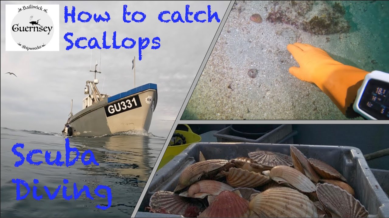 How to dive for scallops (well how I dive for them anyway) #scallops #hand-dived #Guernsey