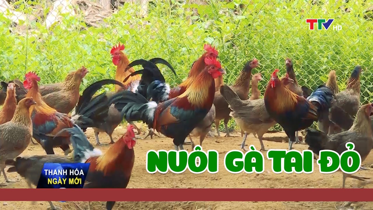 Hiệu quả của mô hình chăn nuôi gà tai đỏ | PTTH Thanh Hóa