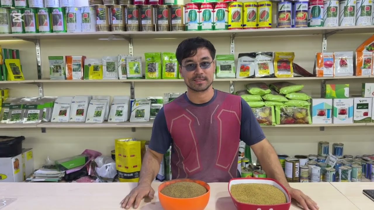 ☘️🍀BEDA URUG’☘️🍀 o’zbekistondagi oliy navli beda urug’lari endi sotuvda