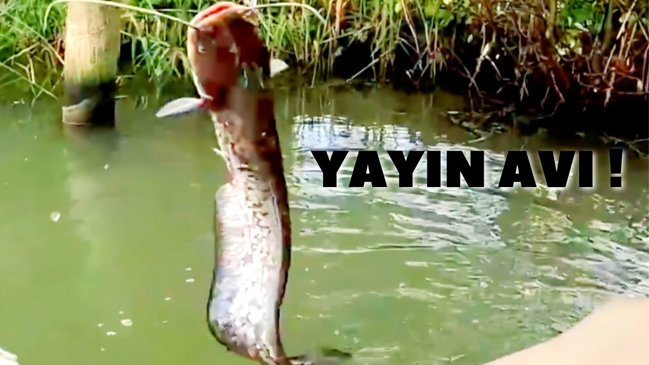 Sakarya Nehri Yayın Avı - Cat Fishing - Balık Avı