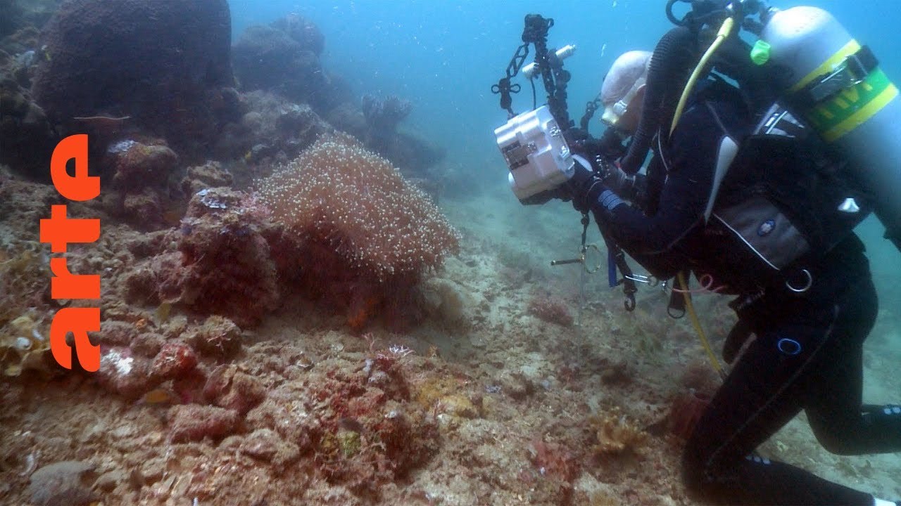 +/- 5 Meter - Im Herzen der Korallenriffe | 360&deg; Video | ARTE