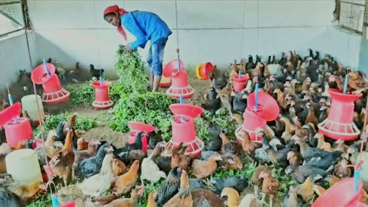 Desi Poultry Green Grass feeding