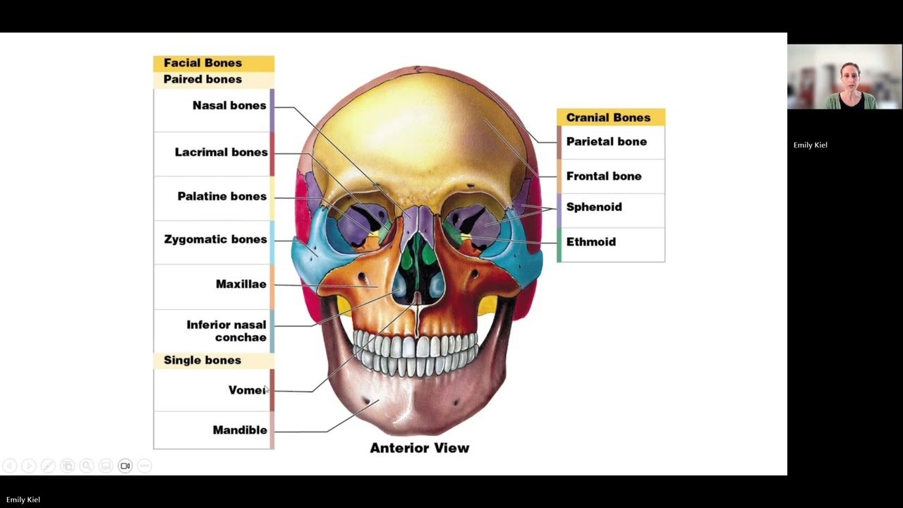 Skeletal Anatomy - Chapter 7 (AP1)