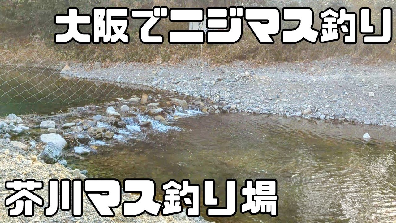 【2025年2月】芥川マス釣り場でニジマス釣り【大阪/管理釣り場/ニジマス/エリアトラウト】 #PR