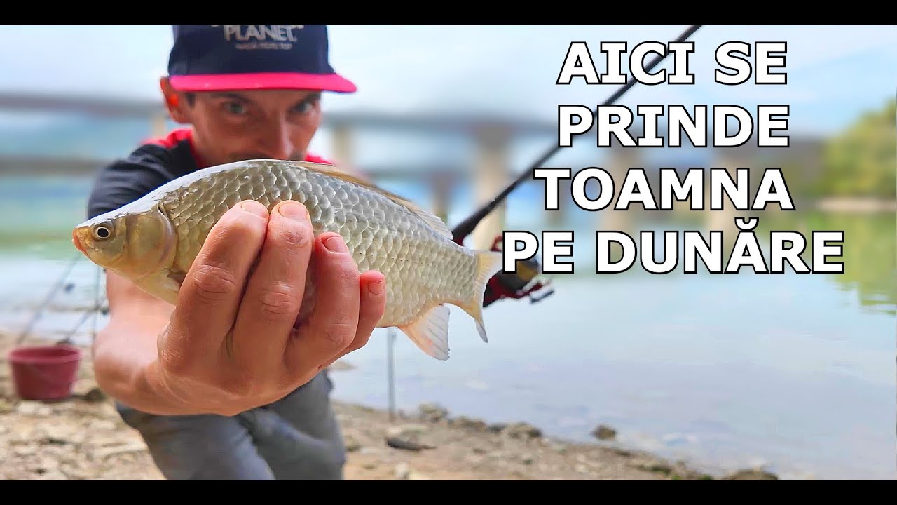 AICI SE PRINDE PEȘTE PE DUNĂRE Toamna La început de Octombrie - Partidă scurtă cu Pești Frumoși